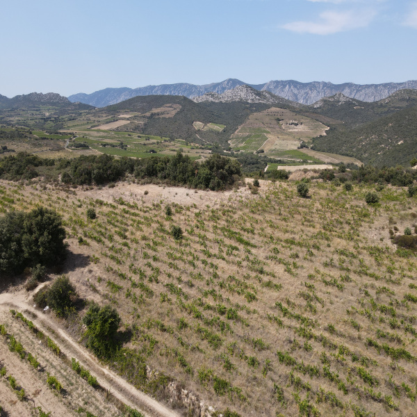 Offres de vente Terrain Rasiguères 66720